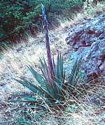 Agave palmeri