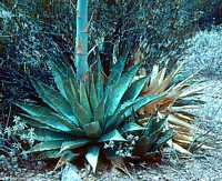 Agave parryi