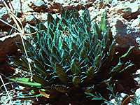 Agave parviflora