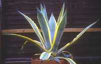 Agave americana, variegated