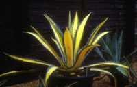 Agave americana