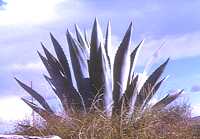 Agave americana