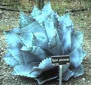 Agave potatorum cultivated