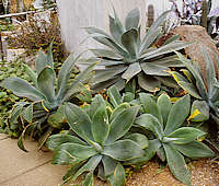 Agave attenuata