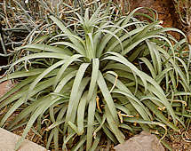 Agave bracteosa