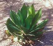 Agave bovicornuta