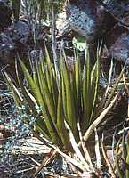 Agave lechuguilla