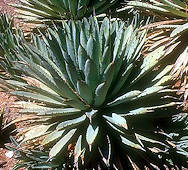 Agave macroacantha