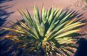 Agave murpheyi