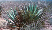 Agave murpheyi