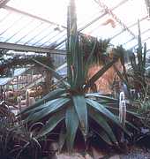 Agave tequilana