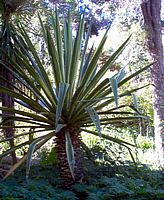 Furcraea selloa var marginata - Photo: Phil Parker