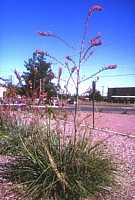 Hesperaloe parviflora