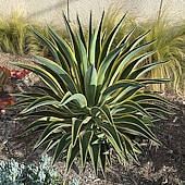 Agave desmetiana variegata - photo: Michael Thau 2015