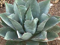 Agave parrasana