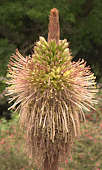 Agave chiapensis