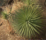 Agave stricta in the Princess of Wales Conservatory, RBG Kew