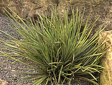 Agave stricta grown outside in the rock garden at RBG Kew