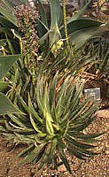 Agave filifera