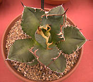 Agave titanota