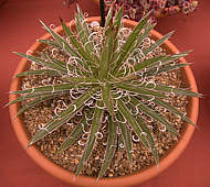 Agave xleopoldii = A. filifera x A. filifera ssp. schidigera