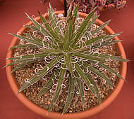 Agave xleopoldii