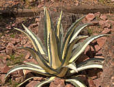 Agave americana