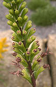 Agave stricta