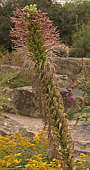 Agave stricta