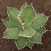 Agave titanota