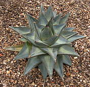 Agave pumila