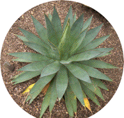 Agave warelliana