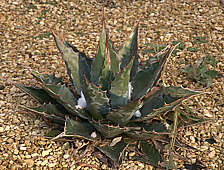 Agave montana