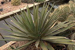 Agave difformis