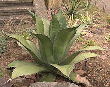 Agave salmiana var. ferox