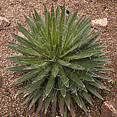 Agave filifera