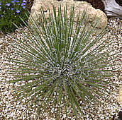 Agave geminiflora