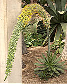 Agave lophantha