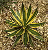 Agave lophantha 'Quadricolor'