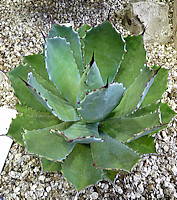 Agave guadalajarana