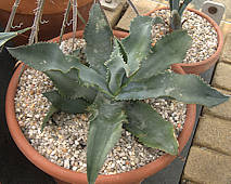 Agave gypsophila