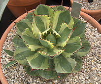 Agave potatorum cv. 'Kichiokan'