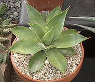 Agave mitis