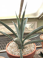 Agave sisalana