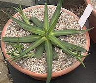 Agave nizandensis