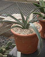 Agave spicata