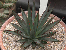 Agave x arizonica