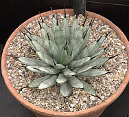 Agave macroacantha