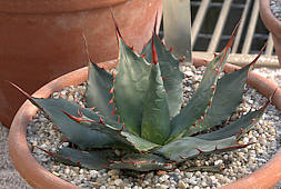 Agave wocomahi