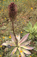 Agave mitis var. albidior